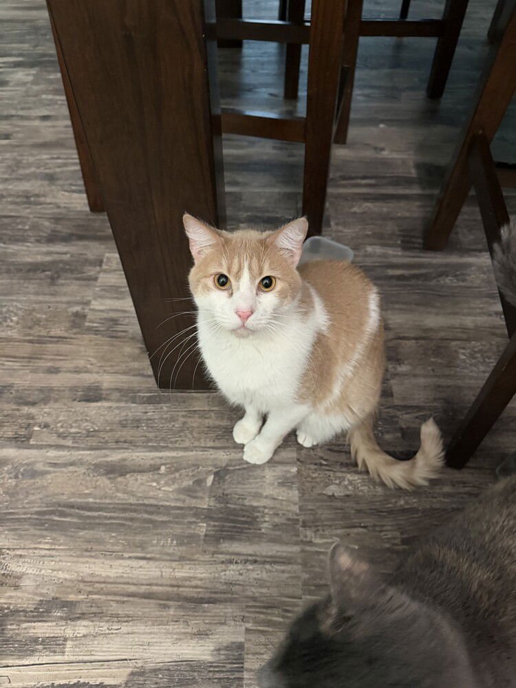 RUSTY - Domestic Short Hair available for adoption