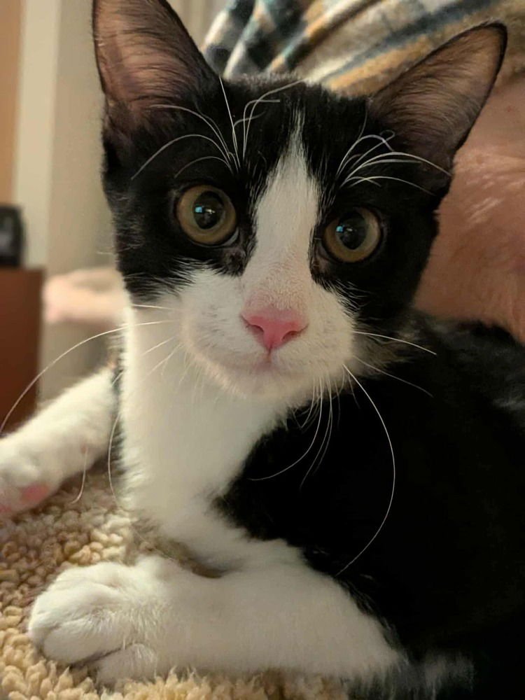 TURBO - Domestic Short Hair available for adoption