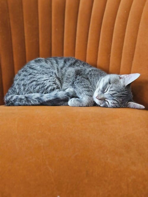 ESME - Domestic Short Hair available for adoption