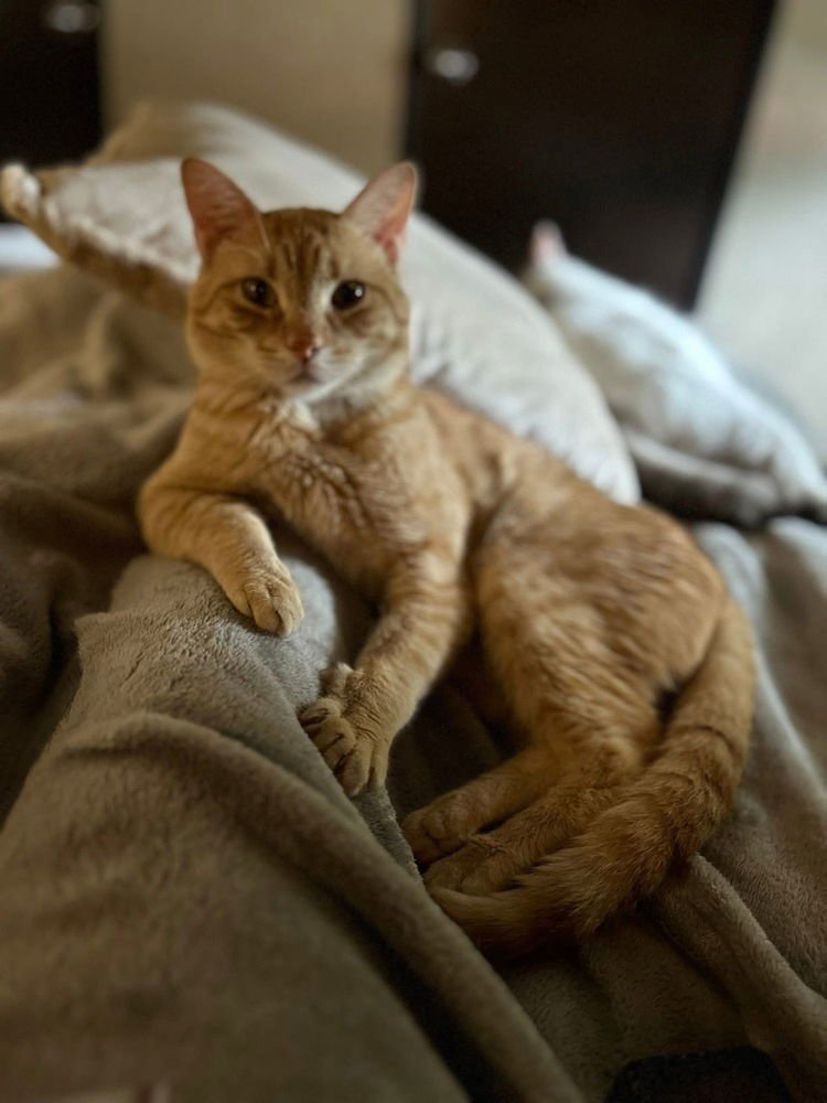 OLLIE - Domestic Short Hair available for adoption