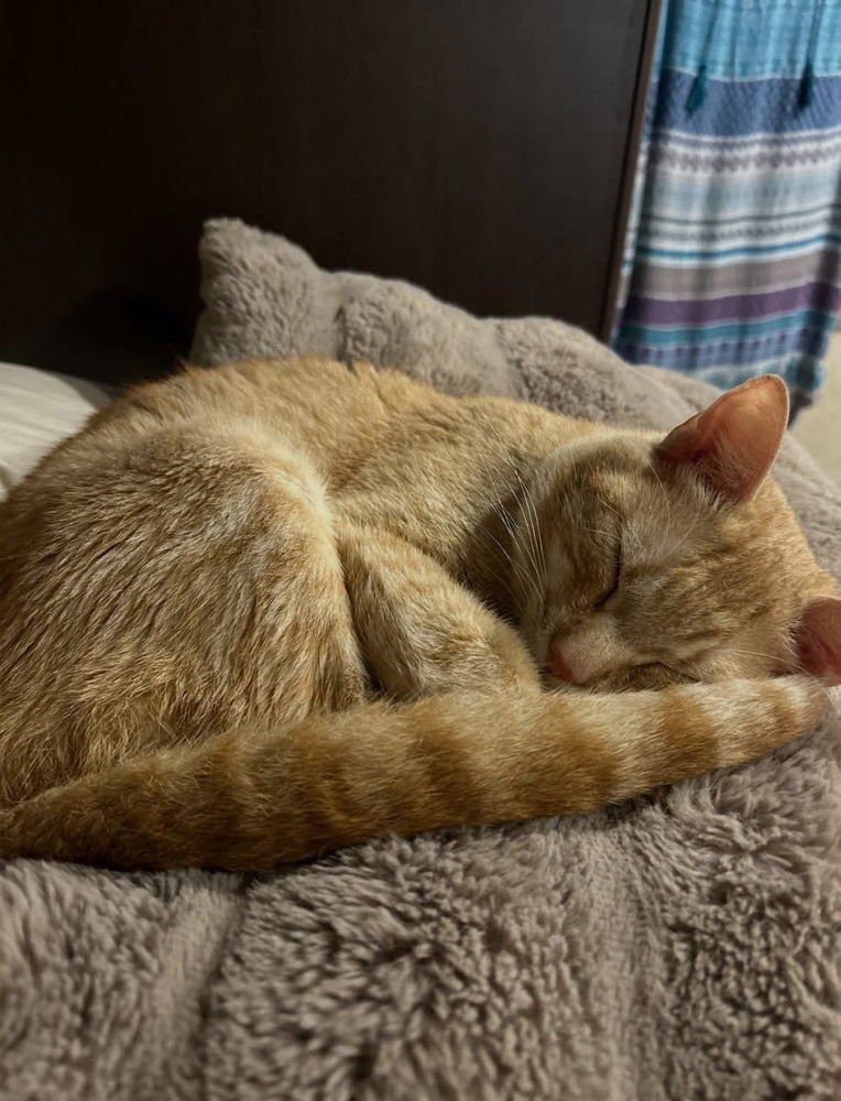 OLLIE - Domestic Short Hair available for adoption