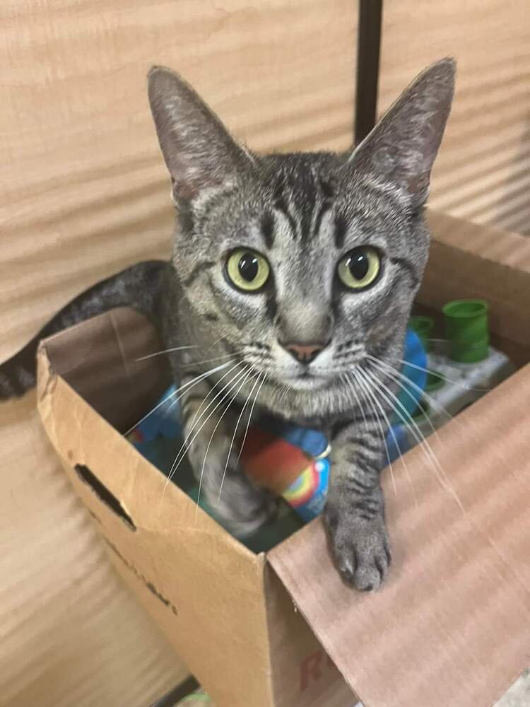 DORY - Domestic Short Hair available for adoption