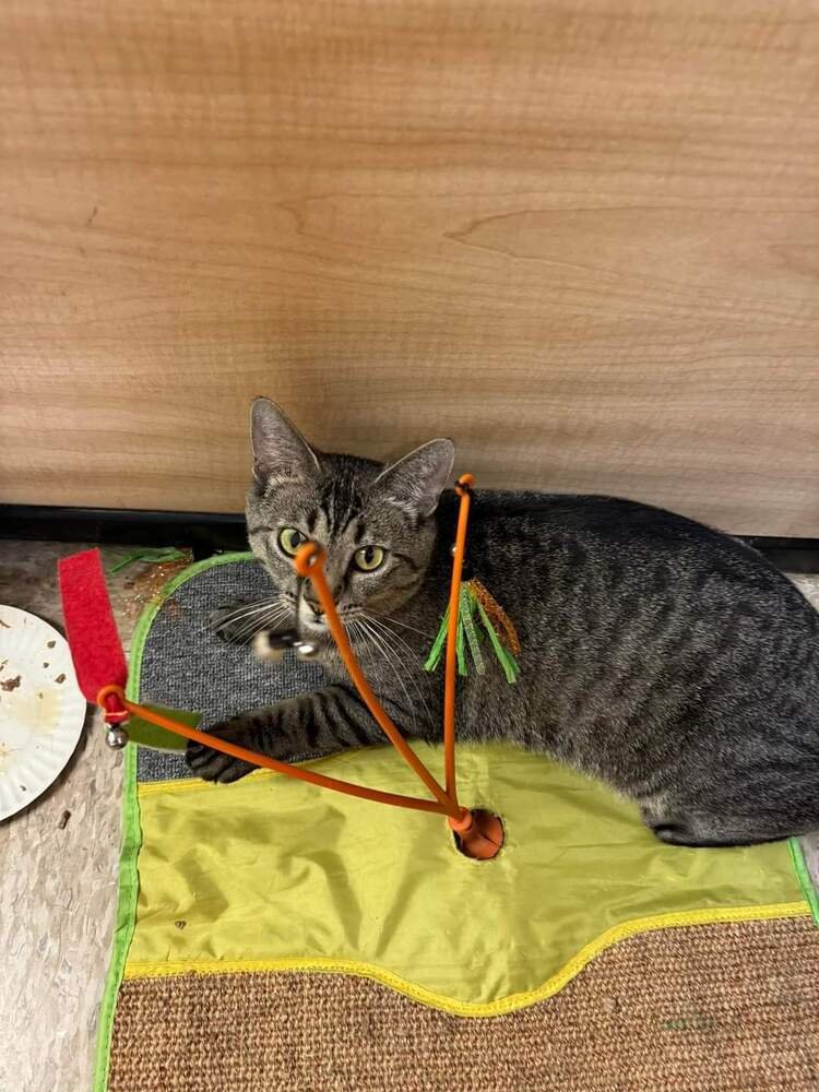 DORY - Domestic Short Hair available for adoption