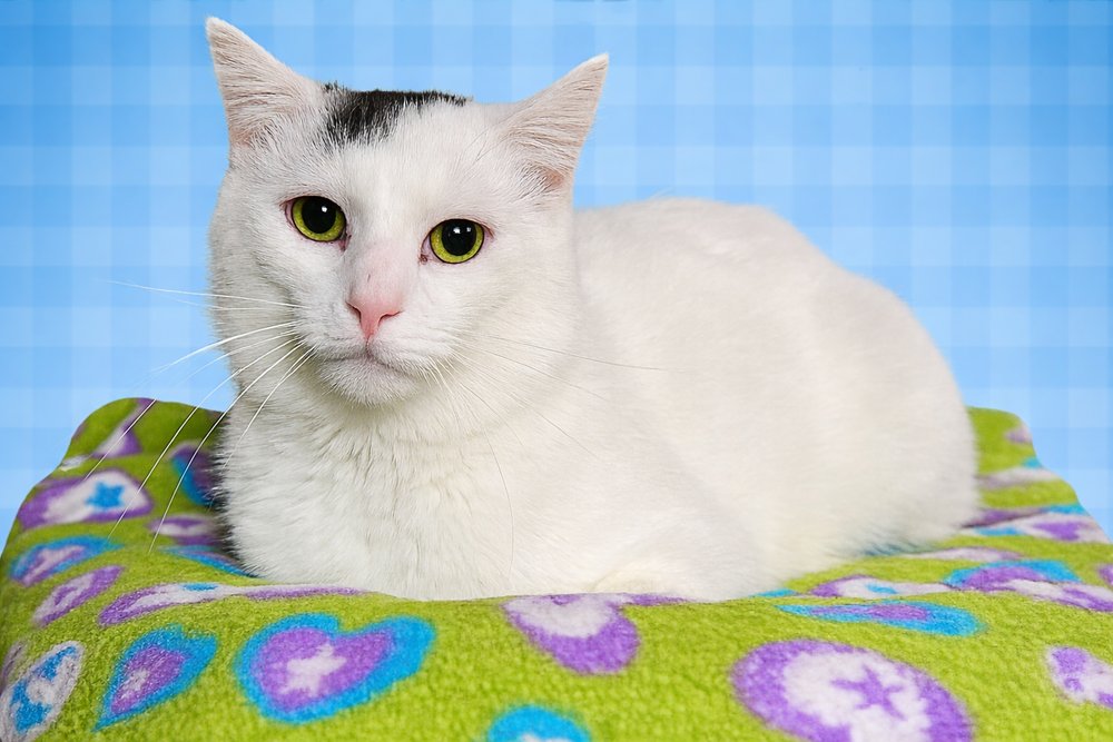 NICHOLAS - Domestic Short Hair available for adoption