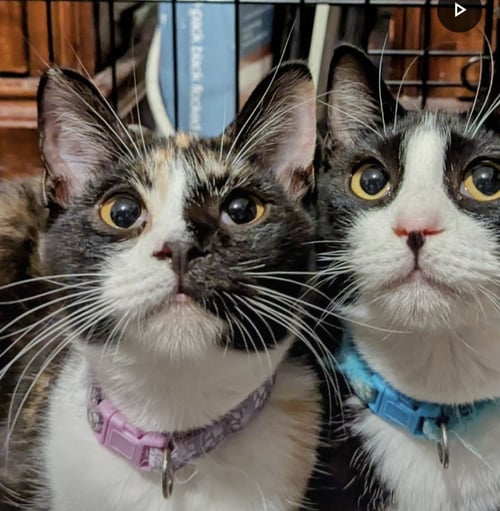 CALI #14345DG - Calico available for adoption