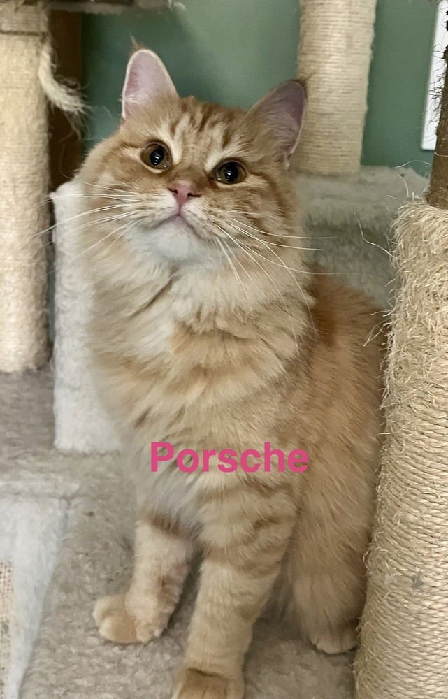PORSCHE - Domestic Medium Hair / Domestic Short Hair available for adoption