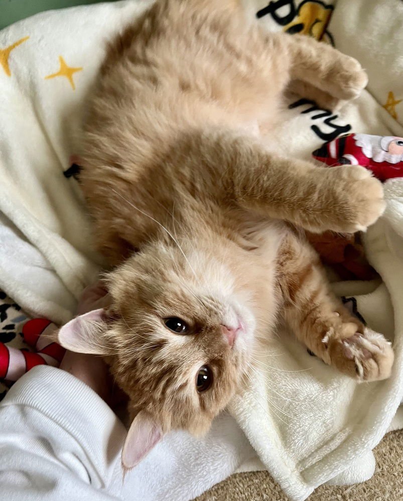 PORSCHE - Domestic Medium Hair / Domestic Short Hair available for adoption