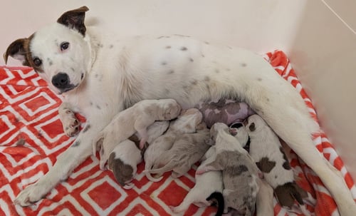 STACY - Australian Cattle Dog/Blue Heeler available for adoption