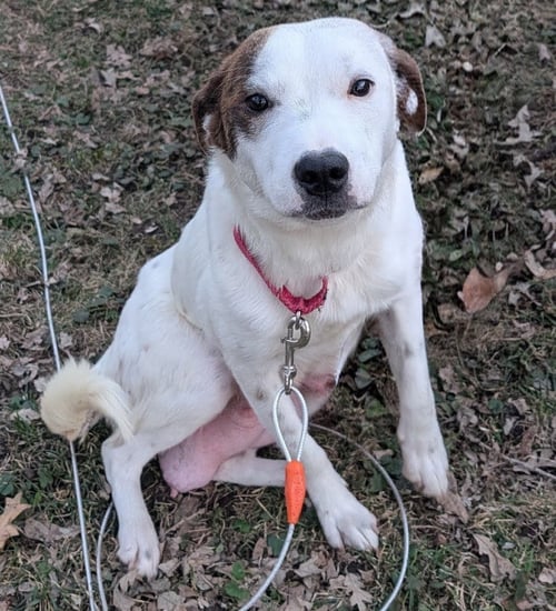 STACY - Australian Cattle Dog/Blue Heeler available for adoption