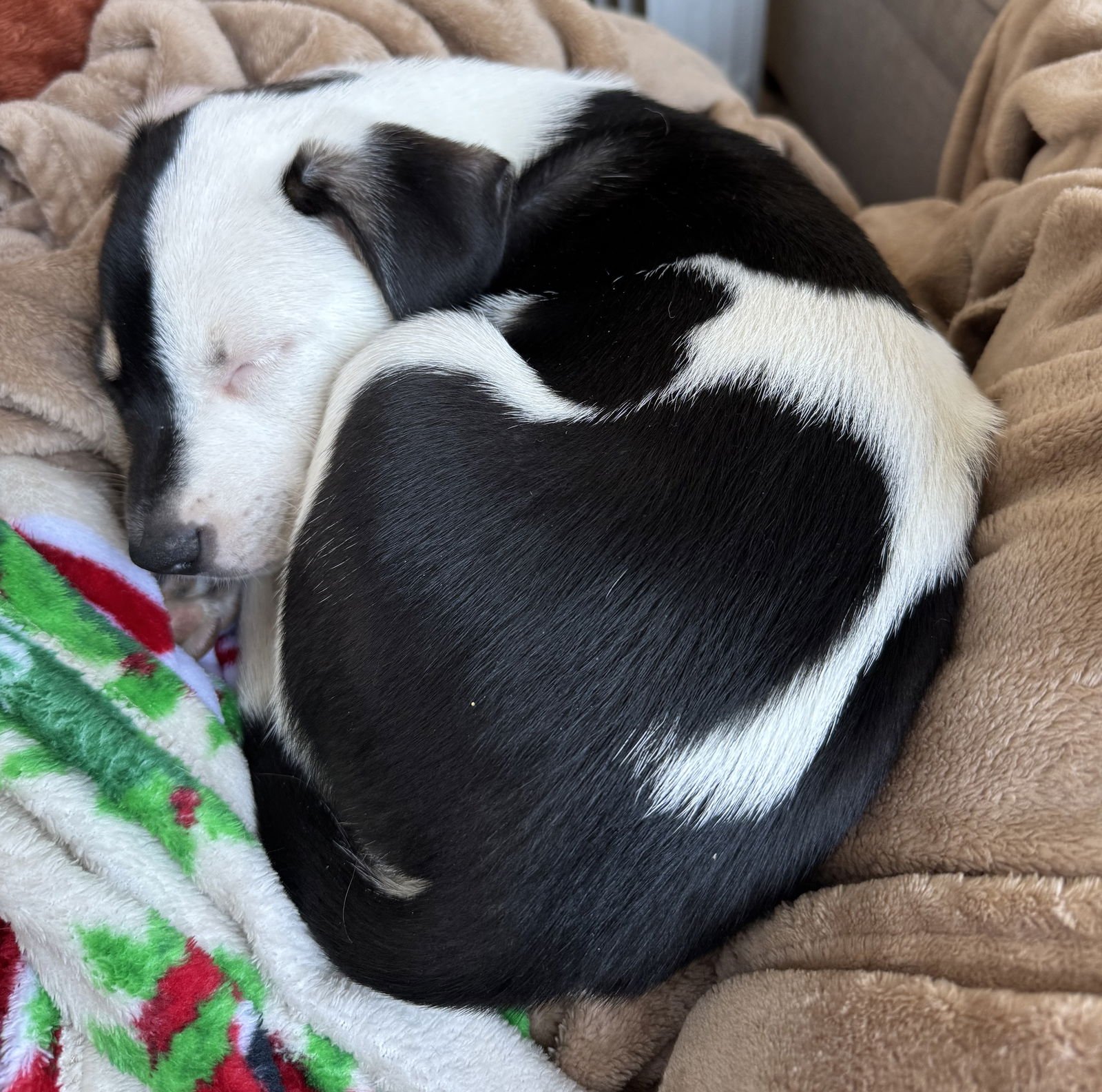 ZADA - Great Pyrenees / Labrador Retriever available for adoption