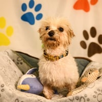Oliver - Photo 1