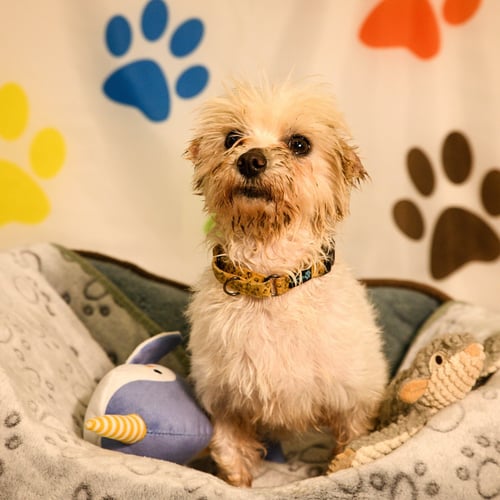 OLIVER - Maltese available for adoption