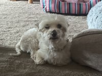 Oliver - Photo 2