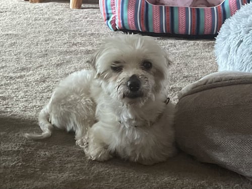 OLIVER - Maltese available for adoption