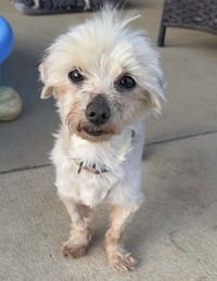 Oliver - Photo 3