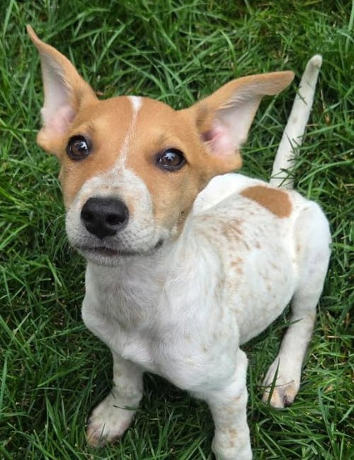 VERMILLION* - Australian Cattle Dog/Blue Heeler available for adoption