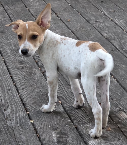 VERMILLION* - Australian Cattle Dog/Blue Heeler available for adoption