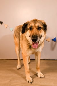 Dusty (FTA) - Photo 5