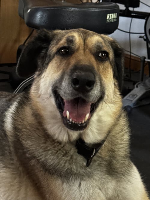 DUSTY (FTA) - German Shepherd Dog available for adoption
