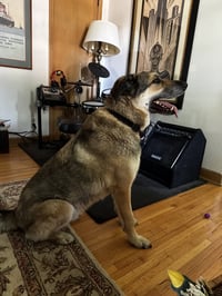 Dusty (FTA) - Photo 4