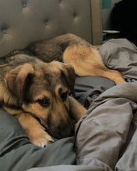 Dusty (FTA) - Photo 6