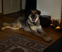 Dusty (FTA) - Photo 1