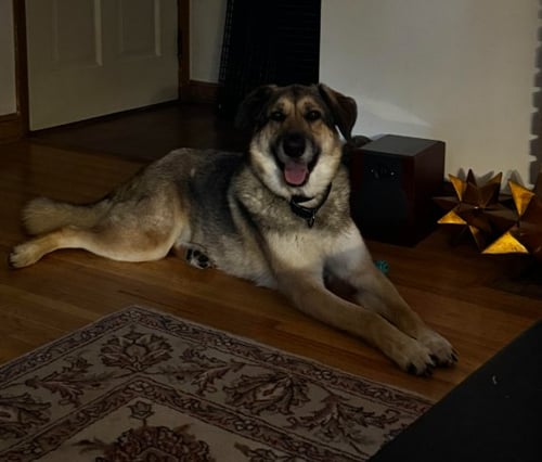 DUSTY (FTA) - German Shepherd Dog available for adoption