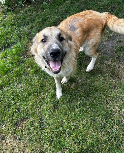 FARLEY - Shepherd available for adoption