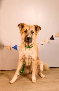 Farley - Photo 4
