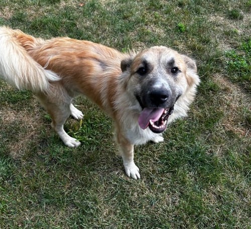 FARLEY - Shepherd available for adoption
