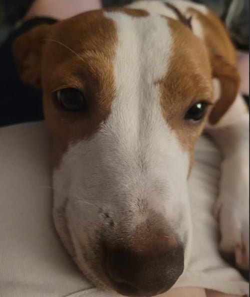 PEANUT - Dachshund available for adoption