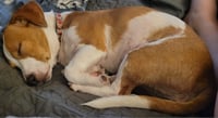 Peanut - Photo 2
