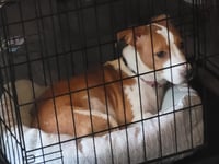 Peanut - Photo 3