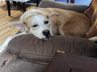 SANDWICH - Labrador Retriever available for adoption
