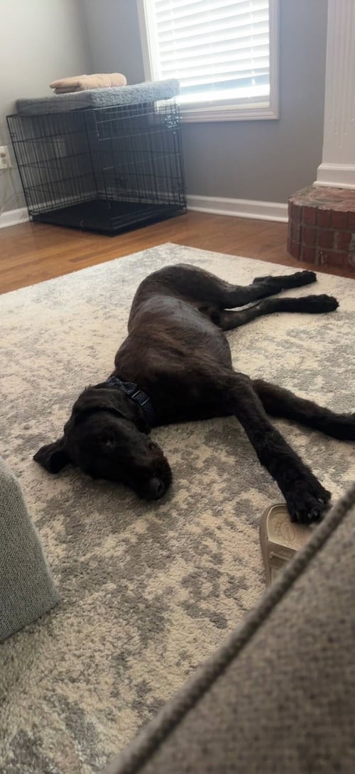 MAUI - Great Dane / Poodle (Standard) available for adoption