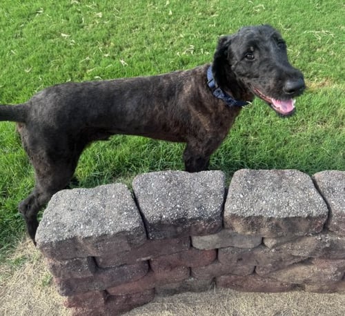 MAUI - Great Dane / Poodle (Standard) available for adoption