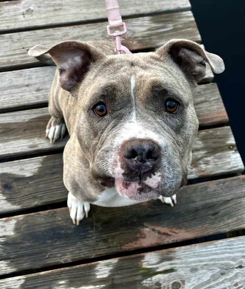PEACHES* - Pit Bull Terrier / Bulldog available for adoption