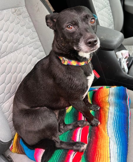 ZOE - Chihuahua available for adoption