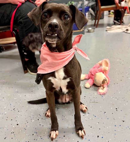SHOCKA - Terrier available for adoption