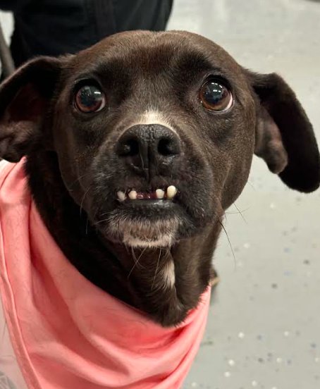 SHOCKA - Terrier available for adoption