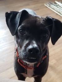 Shocka - Photo 7