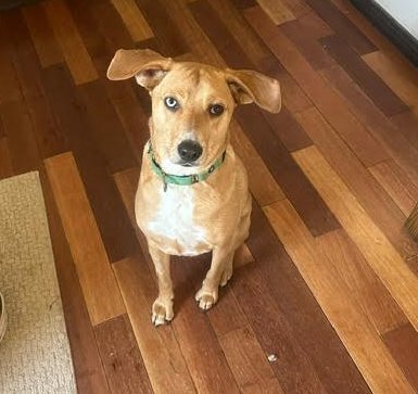 MOSES - Labrador Retriever available for adoption