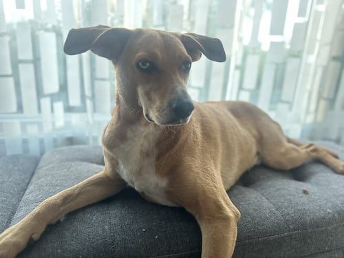 MOSES - Labrador Retriever available for adoption