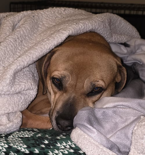 AMY - Boxer available for adoption