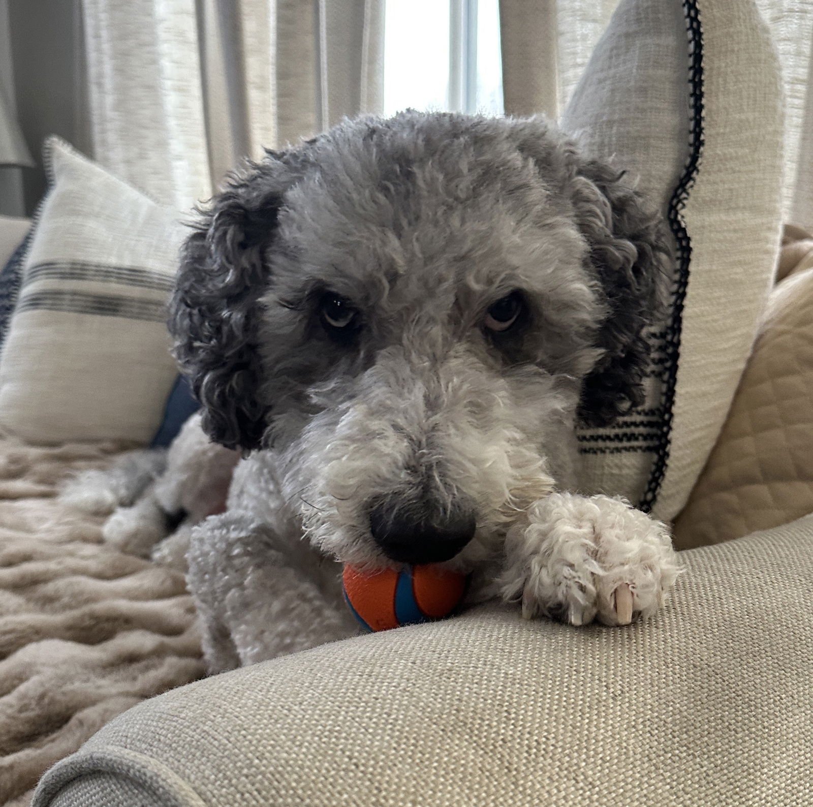 BRUCE - Sheep Dog / Poodle (Standard) available for adoption