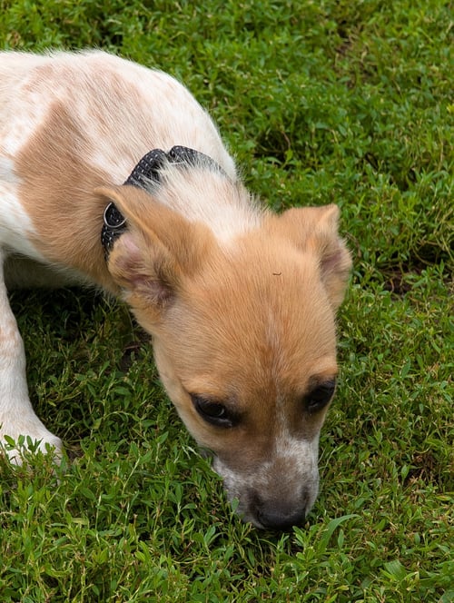 MINNETONKA* - Australian Cattle Dog/Blue Heeler available for adoption