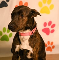 Serena - Photo 3