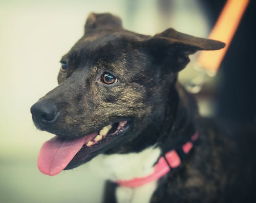 SERENA - Terrier available for adoption