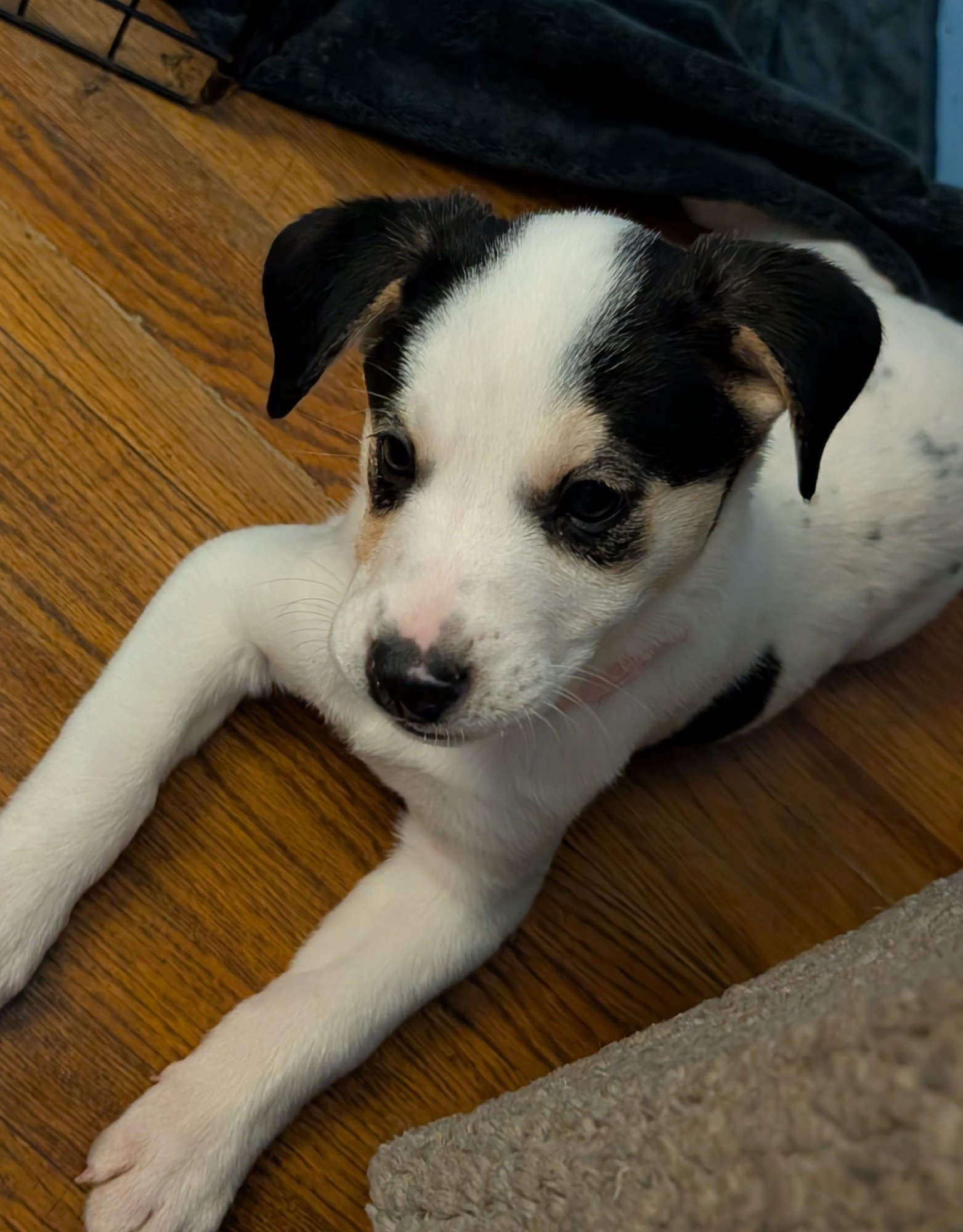 PENNY - Great Pyrenees / Labrador Retriever available for adoption