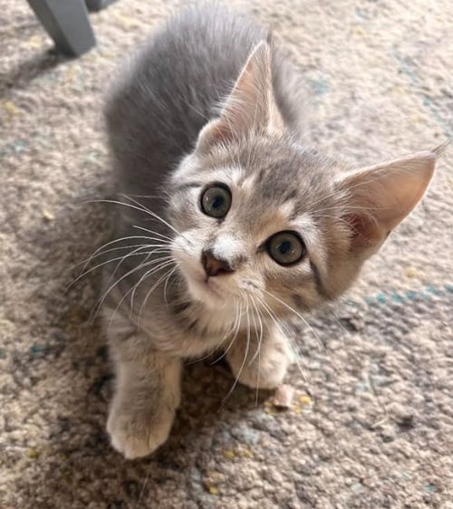 MANGO